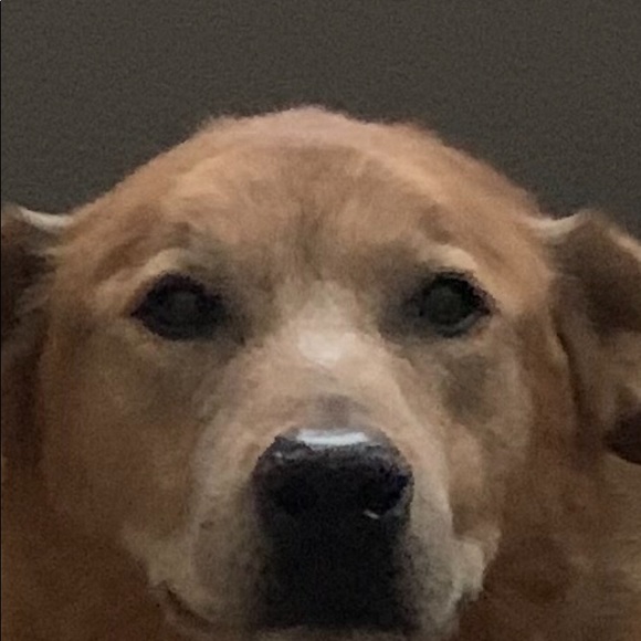 Meet your Posher, Cameron - Picture 1 of 1